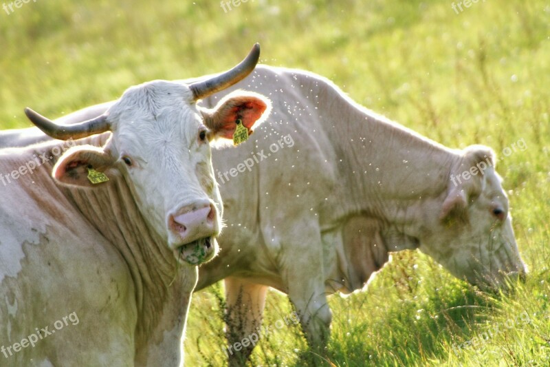 Cows Evening Sun White Graze Free Photos