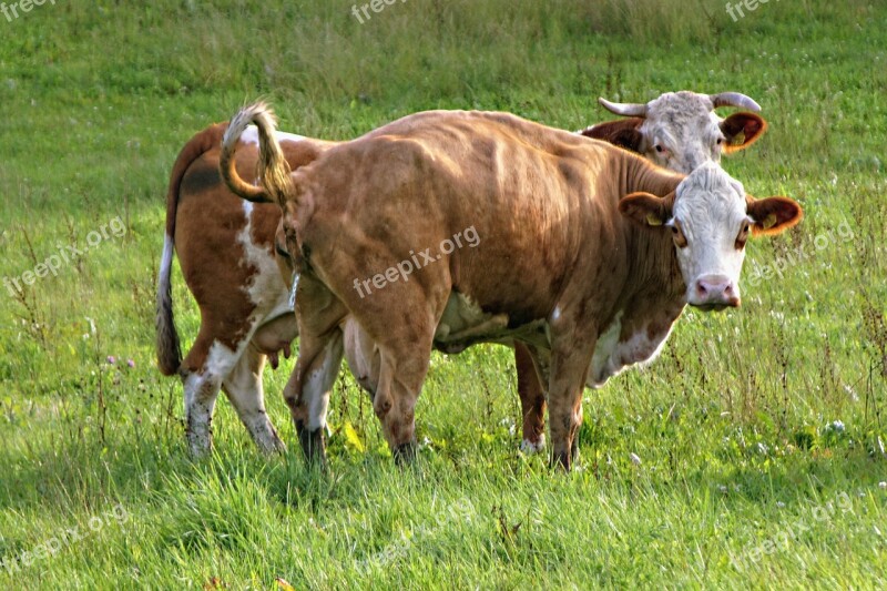 Cows Animals Meadow Nature Free Photos