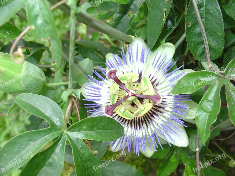 Passion Flower Blossom Bloom Plant Flowers