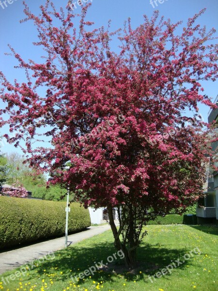 Blood Plum Spring Wiblingen Free Photos