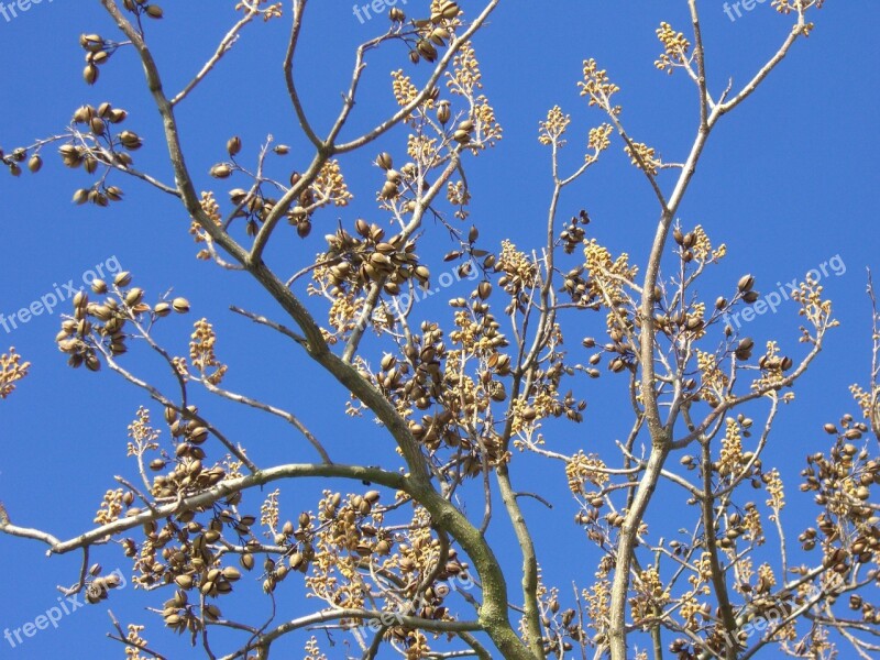 Blue Bell Tree Blue Bell Fruit Sky Blue Winter