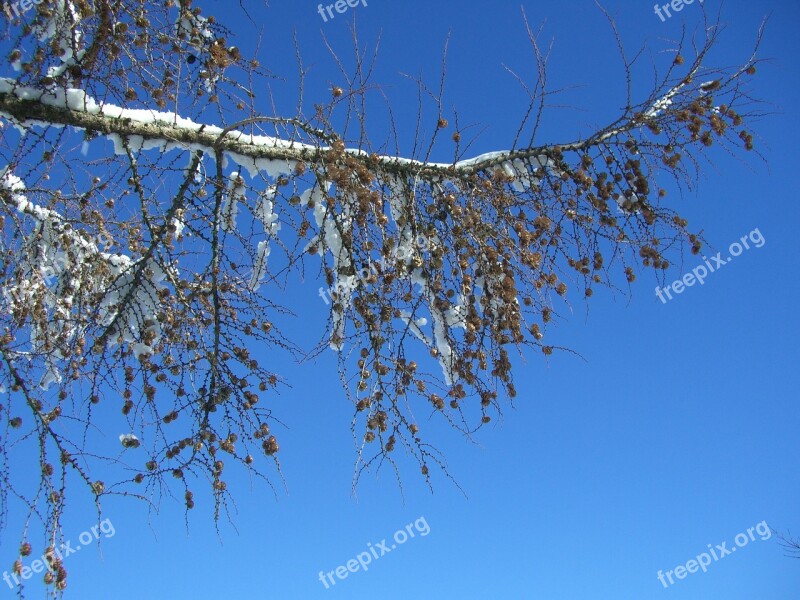 Larch Winter Branch Snowy Sky