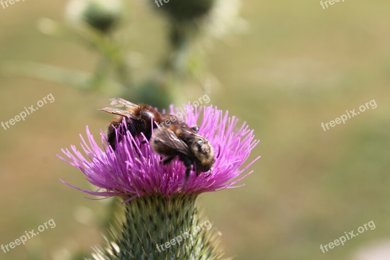 Thistle Bees Thistle Flower Free Photos