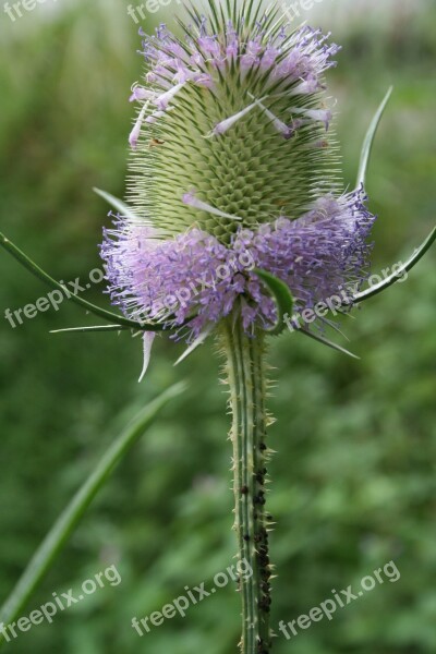 Thistle Flower Thistle Blossom Bloom Free Photos