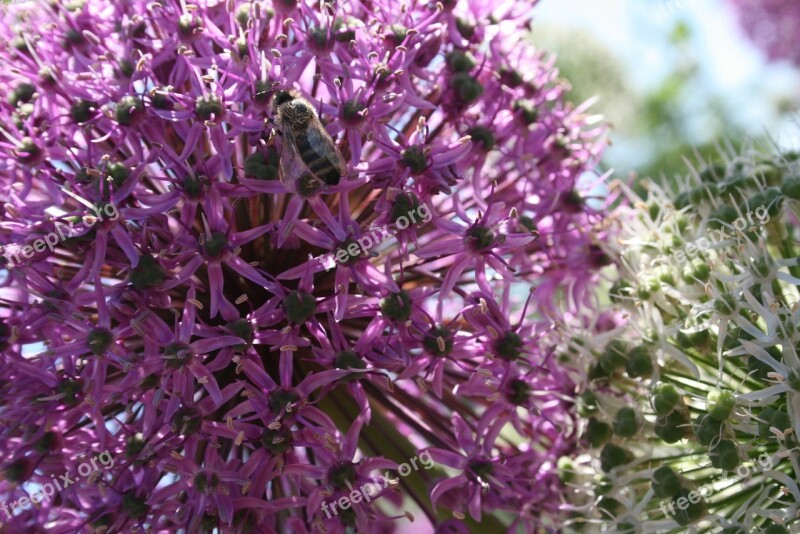 Bee Blossom Bloom Onion Flowers Purple Flower