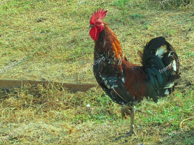 Rooster Cock Standing Farm Animal