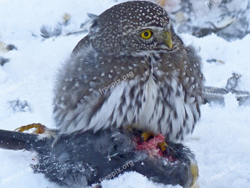 Owl Young Animal Bird Bird Of Prey