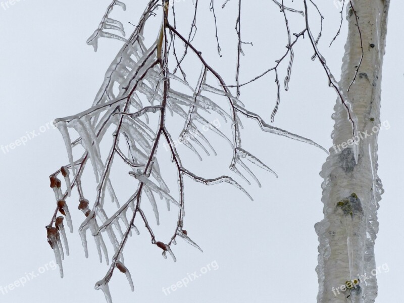 Icicle Cold Icy Winter Branch