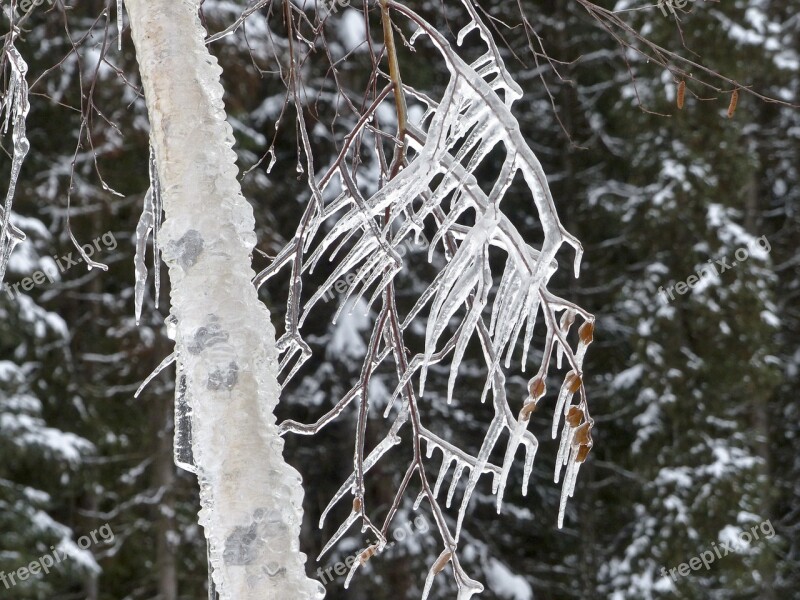 Icicles Cold Icy Winter Branch