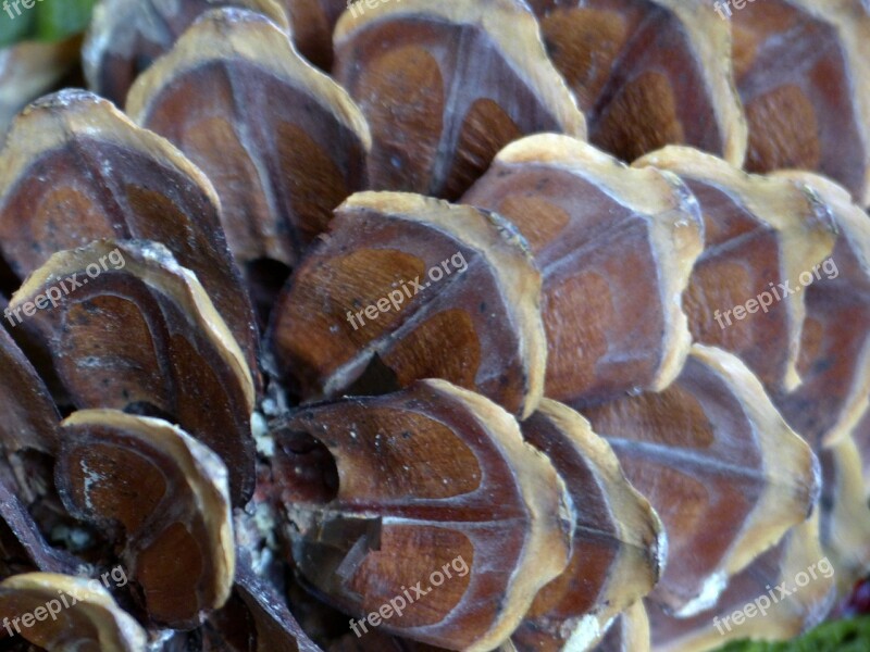 Pine Cone Macro Nature Close-up Forest