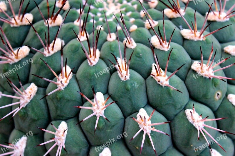 Cactus Spur Ball Cactus Thorns Cactus Greenhouse