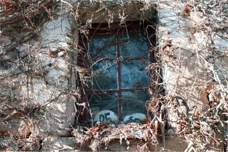 Old Window Clinging Plant Creeping Window Ivy