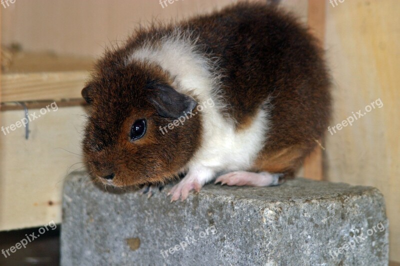 Guinea Pig Rex Guinea Pig Goldagouti White Fluffy Young