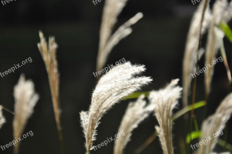 Nature The Sun Grass Free Photos