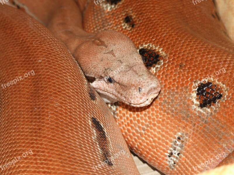 Snake Head Reptile Scales Macro