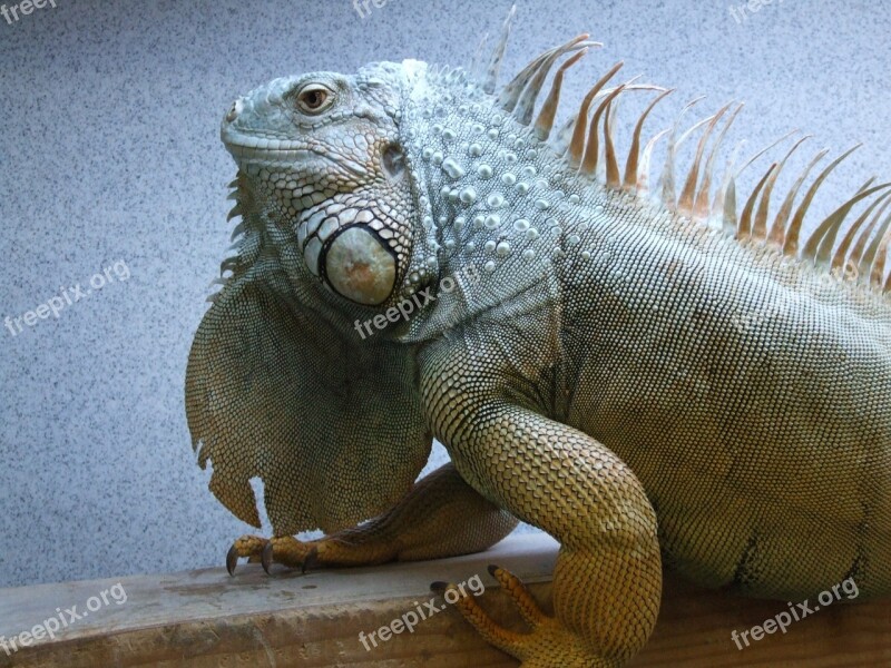 Iguana Adult Male Reptile Lizard