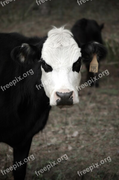 Cow Bovine Mammal Animal Farm