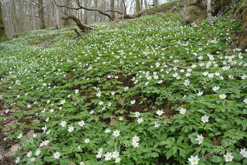 Woodanemone Windflower Forest Flowers Nature