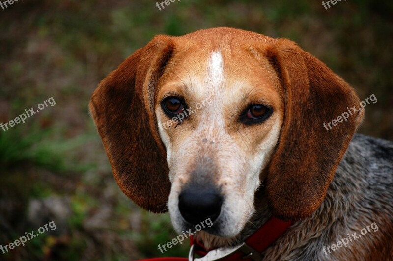 Dog Beagle Animal Brown Pet