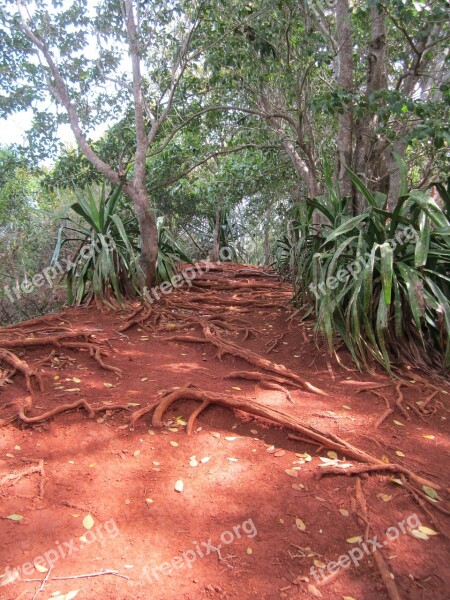 Jungle Earth Tones Red Clay Ochre Colours Rich Colors