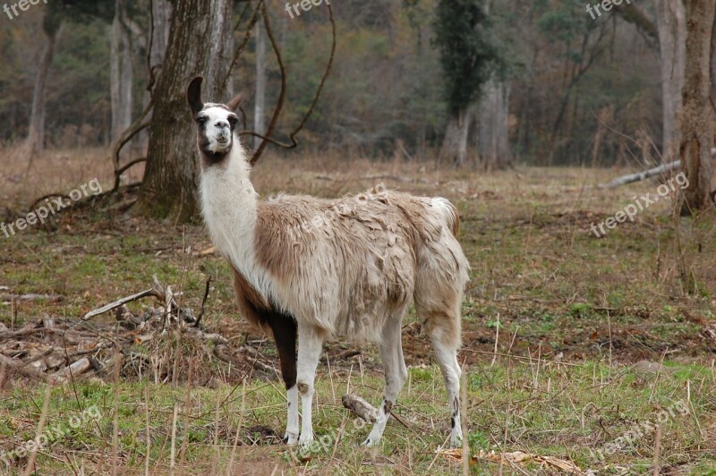 Llama Animal Alpaca Mammal Wildlife