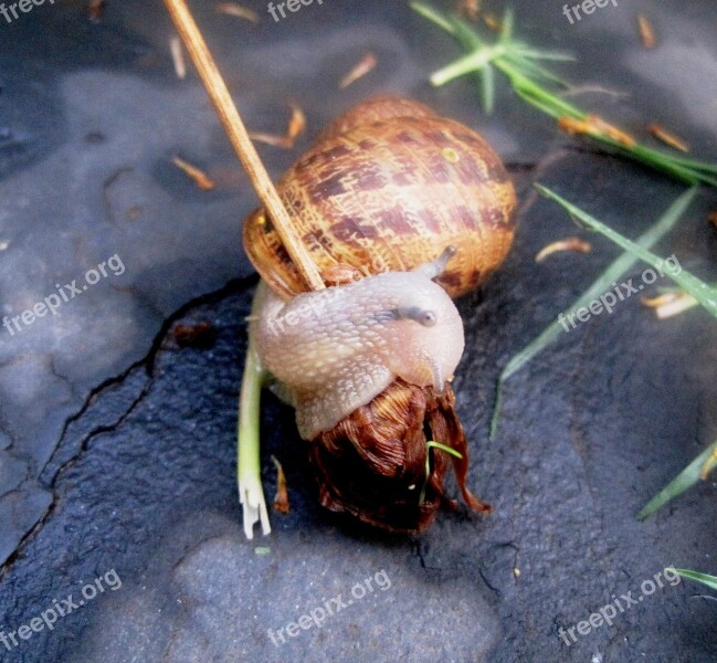 Garden Snail Snail Common Delicate Transparent Shell