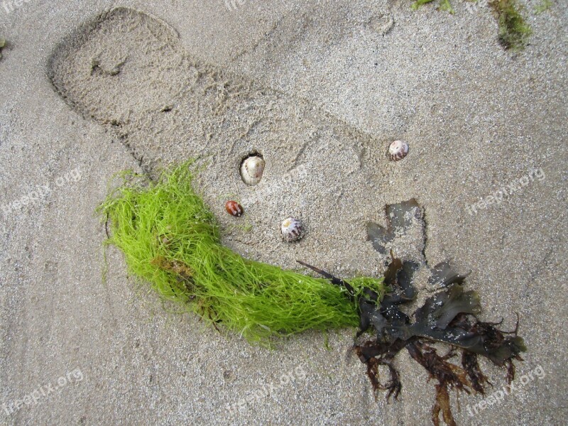 Beach Seaweed Still Life Footprint Mussels