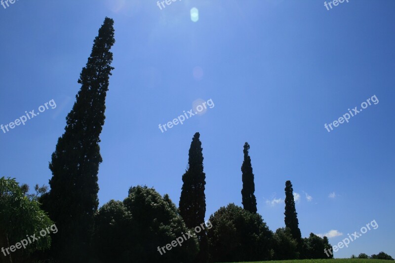 Cypress Trees Trees Cypress Tall Slender