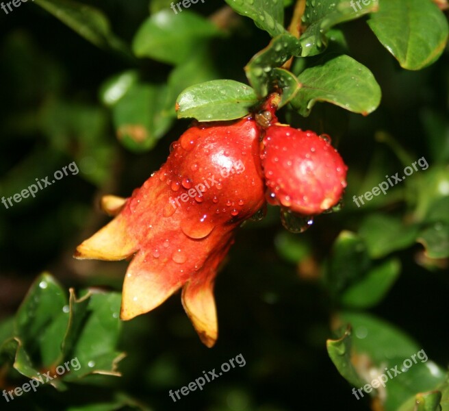 Pomegranate Fruit Young Red Droplets