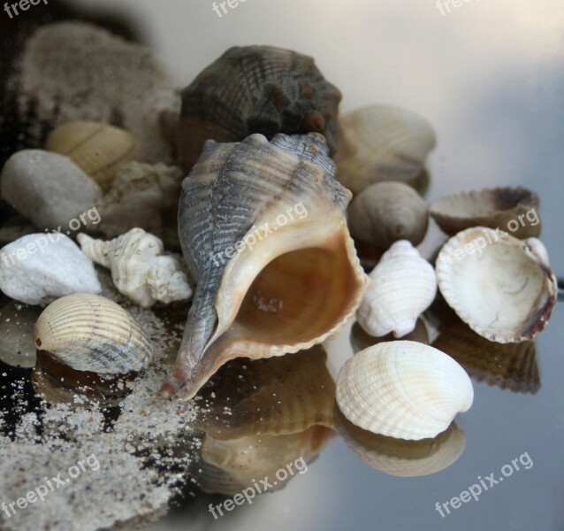 Snail Casing Maritime Sand Beach