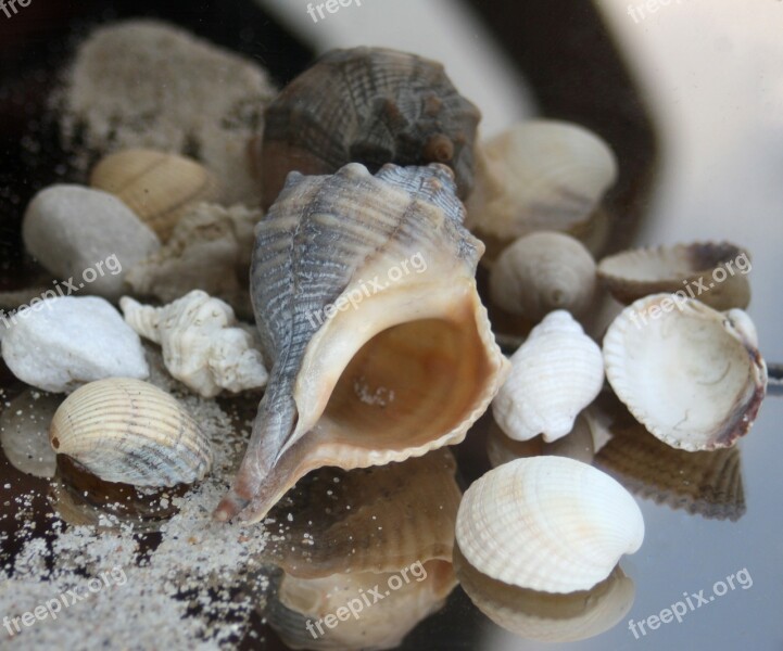 Snail Casing Maritime Sand Beach