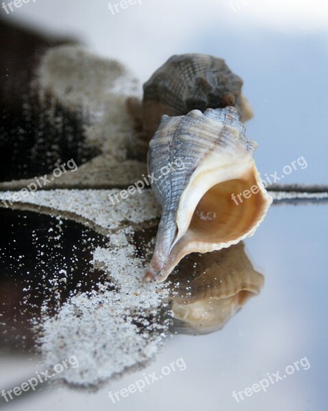 Snail Casing Maritime Sand Beach