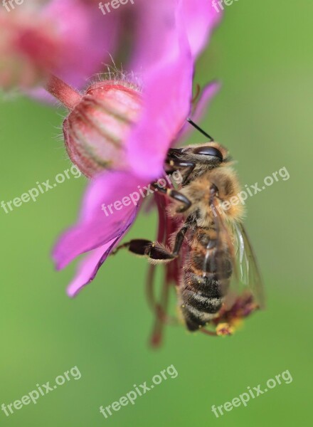 Bee Macro Flower Blossom Bloom