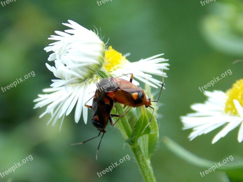 Bugs Pairing Daisy Meadow Animals