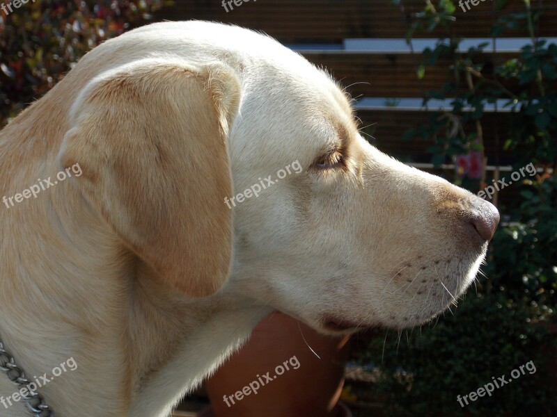 Labrador Dog Dog Head Head Snout