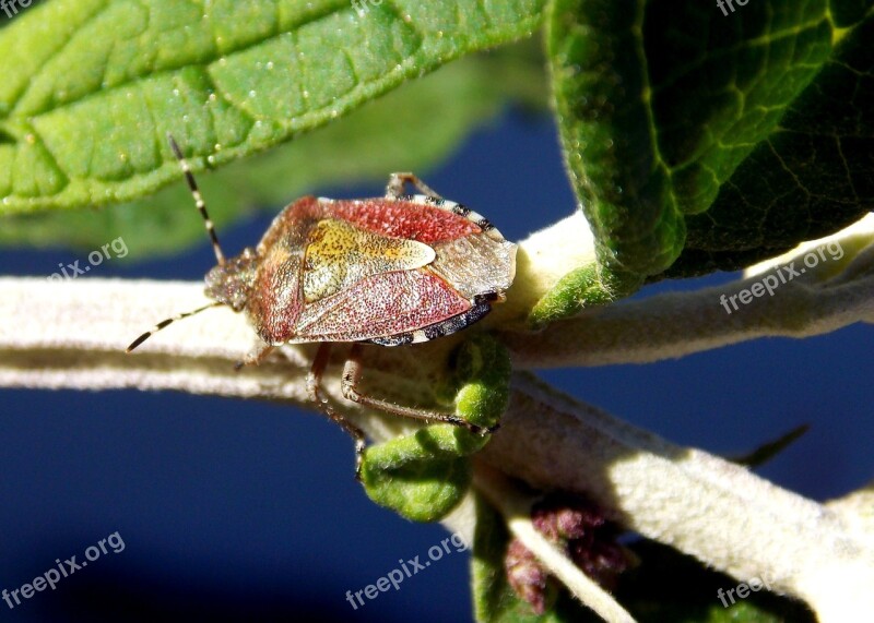 Bug Berries Bug Insect Animal Nature