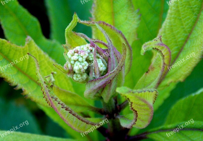 Eupatorium Cannabinum Bud Flower Development Mature