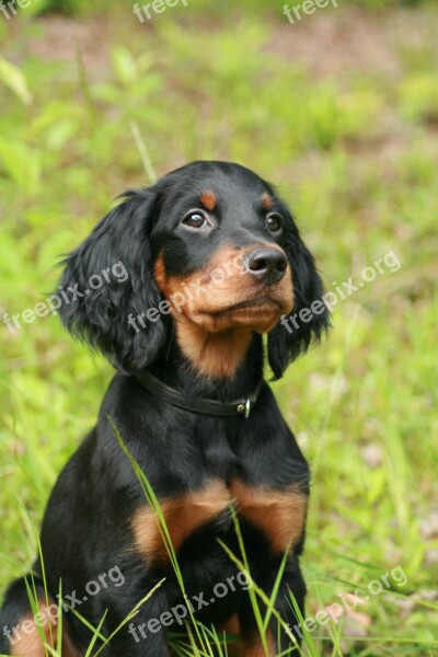 Dog Sitting Gordon Setter Free Photos