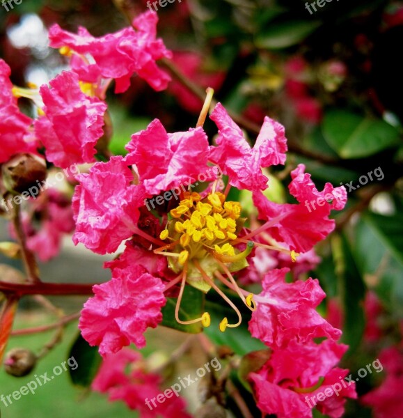 Pride Of India Flowers Blossoms Pink Stamen