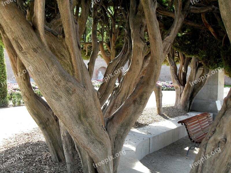 Tree Tribe Old Park Madrid