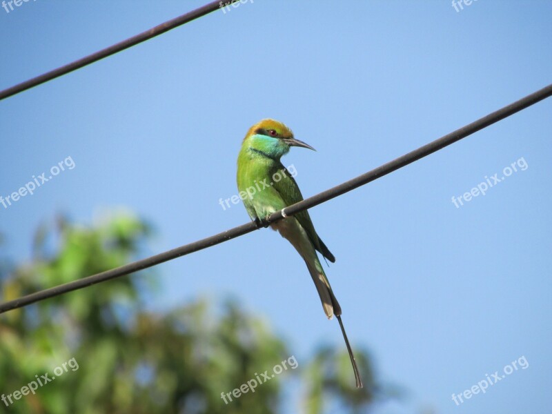 Kingfisher Bird Alcedo Atthis Small Green