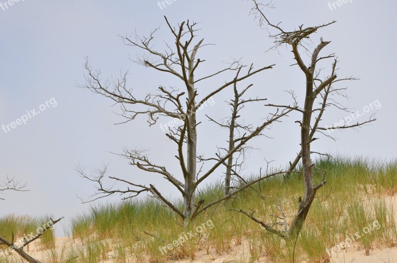 The Mobile Dune Sand The Coast Tree Nature