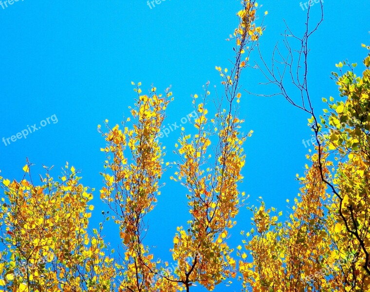 Birch Yellow Blue Himmel Autumn