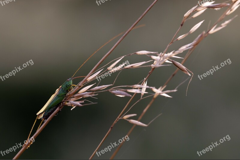 Langflüglige Sword Cricket Conocephalus Fuscus Males Grasshopper Insect