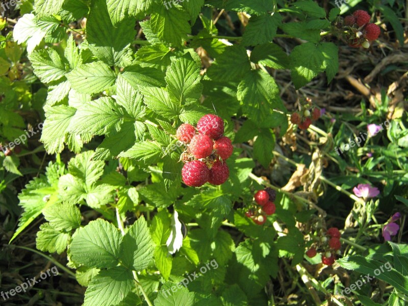 Malina Fruit Bush The Plot Free Photos