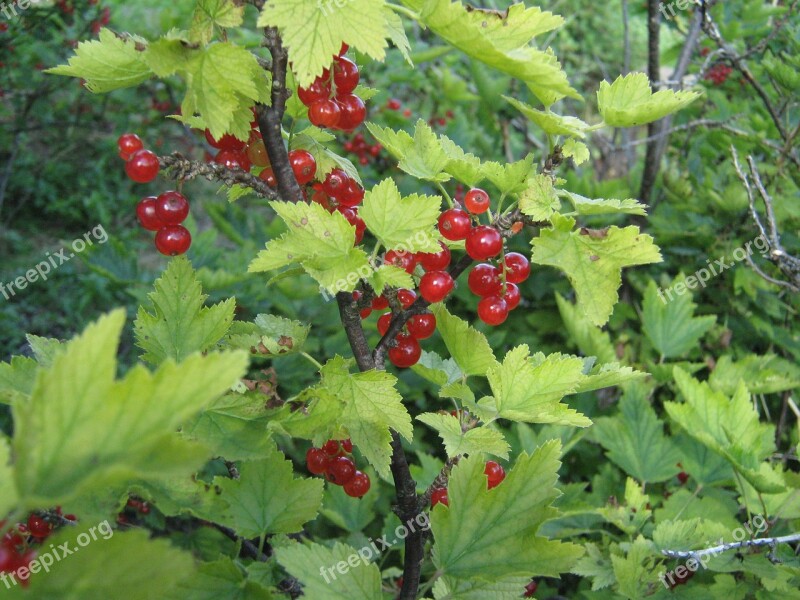 Currant Plant Bush The Plot Free Photos