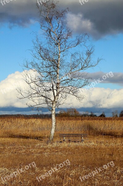 Nature Tree Birch Bank Bench