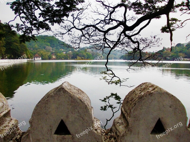 Kandy Lake Tree Lake Park Sri Lanka