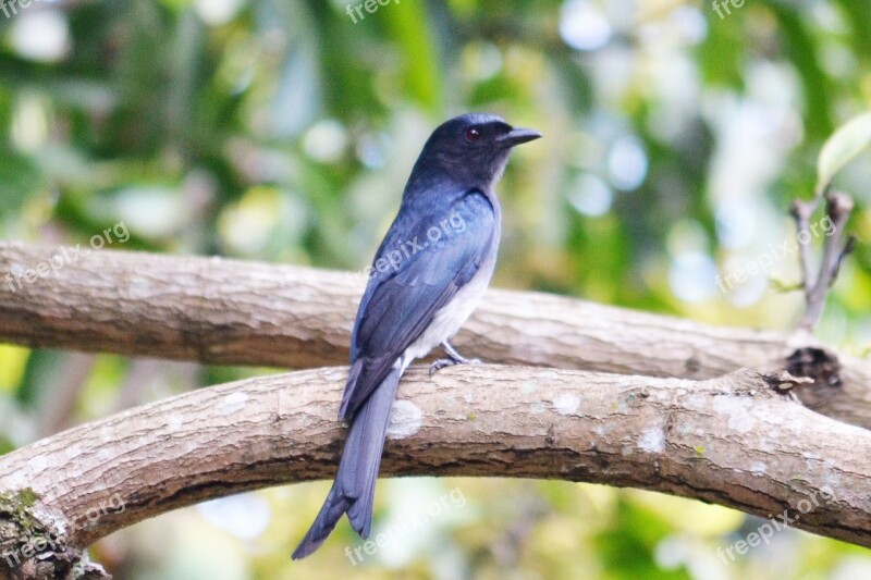 Black Drongo Black Black Bird Black Sparrow Sri Lanka