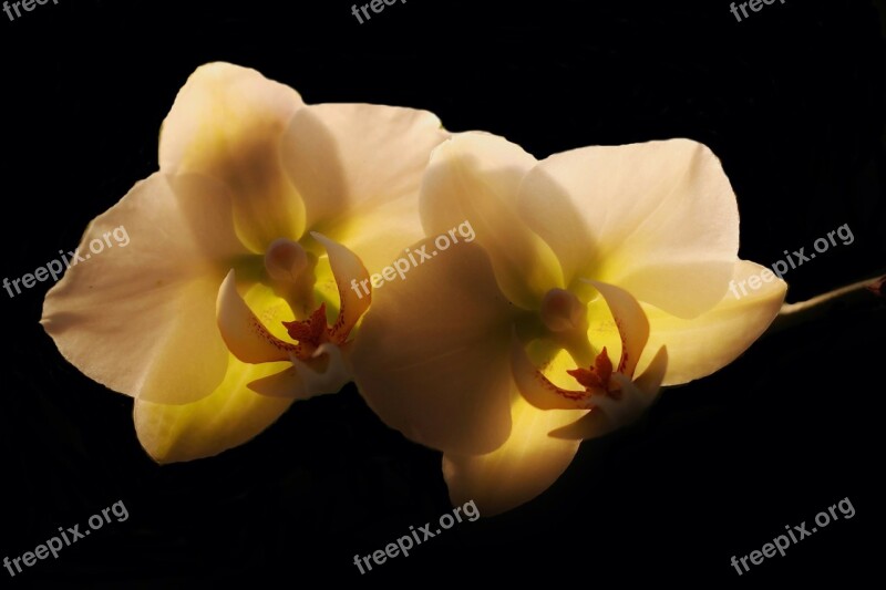 Orchid Blossom Bloom Flower White